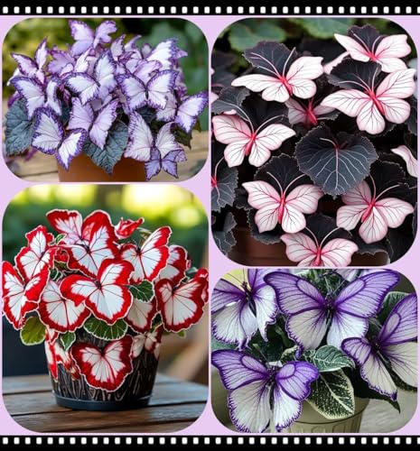 Funkien Rhizom Winterhart Mehrjährig- Hosta Pflegeleicht-Schnell Wachsend-Atemberaubende Gartendekoration-Einfach Zu Kultivierende-8 Rhizome-H