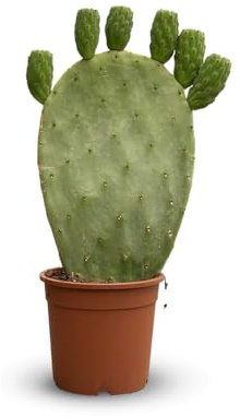 Attitude Garden - Opuntia - kaktus snöskor - 40–50 cm - ⌀ 17 cm - kaktusar och suckulenter