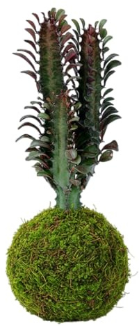 Euphorbia Trigona en Kokedama Natural – Cactus Vivo de Interior | DECOALIVE