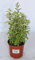 Mejorana (Maceta 10,5 cm Ø) - Planta viva - Planta aromatica
