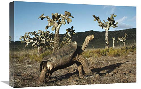 Galápagos Tortuga gigante Opuntia Cactus, Islas Galápagos, Ecuador, lienzo artístico, 24 x 16 pulgadas