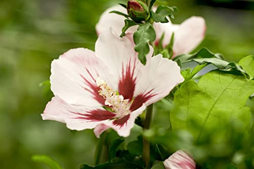 Hibiscus syriacus 'Mathilda' 60-80 cm – Winterhart & Mehrjährig & Pflegeleicht – Gartenhibiskus – Heckenpflanze für Garten & Sichtschutz
