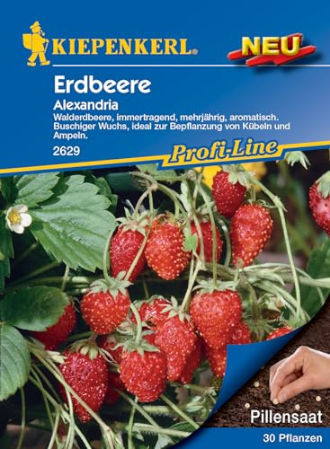 Kiepenkerl Profi-Line Walderdbeerensamen Alexandria - Aromatische Erdbeersamen für Kübel und Ampeln, Immertragende Samen, Profi-Line Gemüsesamen