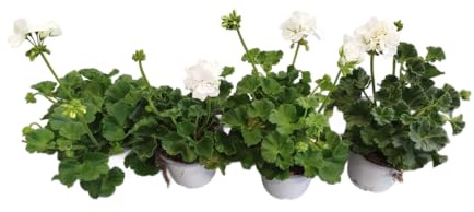 Geranio Blanco Pack 4 Plantas Naturales con Flores de Color Blanco