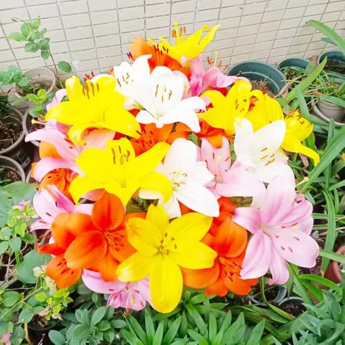 bulbi di gigli resistenti perenni, appartamento giardino in vaso 15pcs