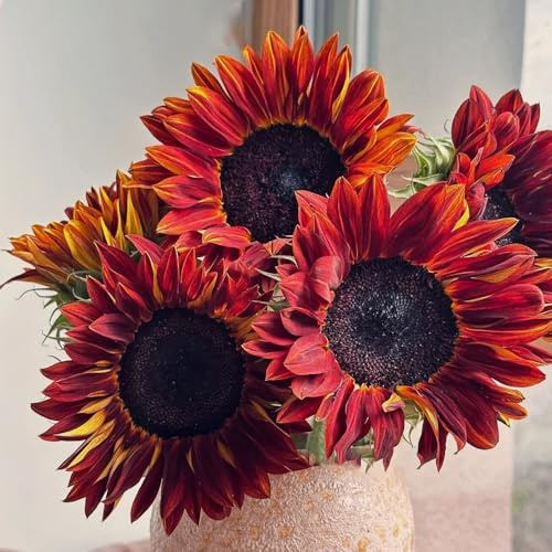 girasoli semi di girasoli perenni resistenti, di lunghi interni estate perenni resistenti per pleno sole interni 15pcs