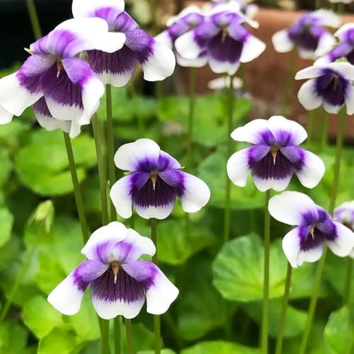 violetas fragantes - Viola odorata - balcón con parterre de decoración semillas de balcón jardín interior semillas silvestres decoración balcones 300pcs