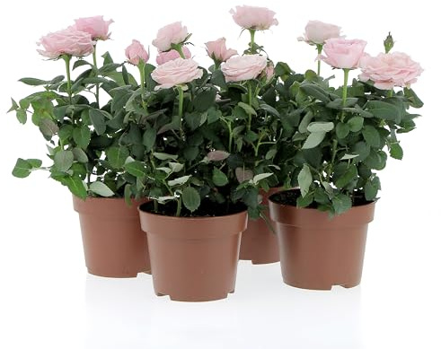 KENTIS - Kit 4 Piante di Rose Rosa - Piante Vere da Esterno Fiorite - Pianta da Balcone Giardino Terrazzo Ornamentali - Sempreverde - Vaso Ø 12 cm