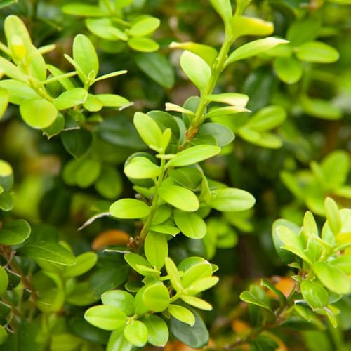 Semi di bosso, e perenni arbusti a crescita rapida esotiche arbusti per il giardino semi per aiuole rialzate da esterno prodotti sostenibili di 300pcs