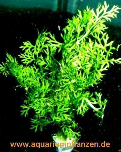 Mühlan Wasserpflanzen 5 Bund Ceratopteris thalicroides, Sumatrafarn fein