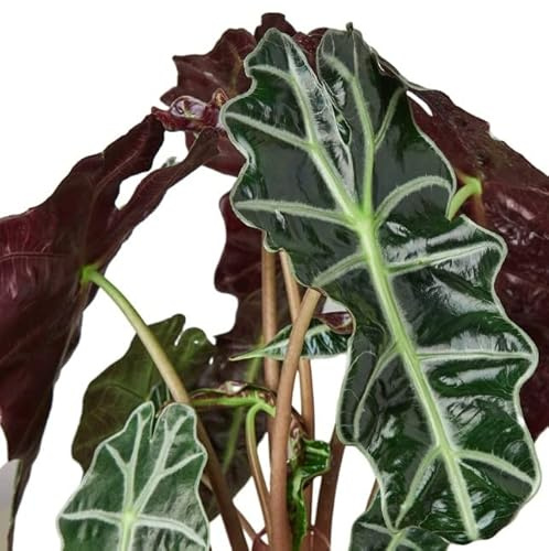 Alocasia Amazonica | DECOALIVE | Planta de Interior Natural | Planta Oreja de Elefante