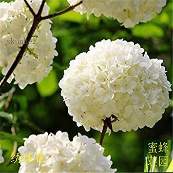 Ensemble d'Hortensia Paquet de 100 graines