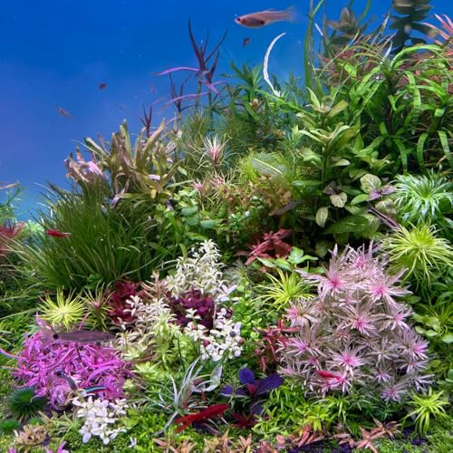 350 piezas de semillas acuáticas para acuario, resistentes y variedades antiguas balcón perennes