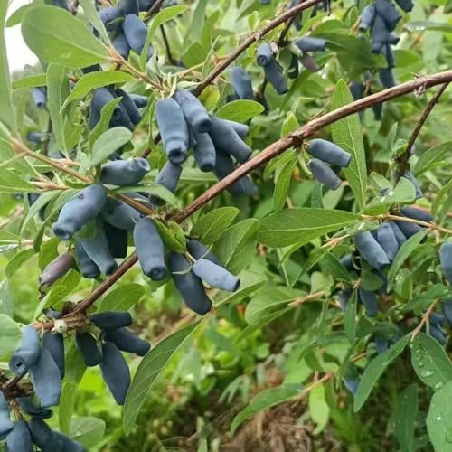 Mirtillo siberiano raro ornamentale 50semi