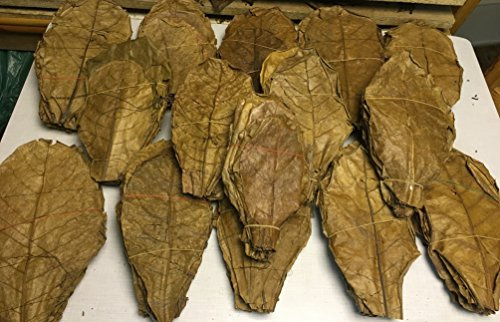 PREISHIT 500g Premium XL Seemandelbaumblätter Catappa Leaves