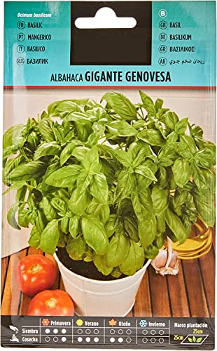 Semillas Albahaca Genovesa Gigante | DECOALIVE | Semillas Huerto Urbano | Plantas Aromáticas