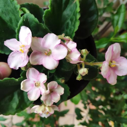 usambaraveilchen exotische zimmerpflanzen schmetterlingsflieder balkongewächshäuser blumenwiese herbstaussaat mehrjährig blumensamen mehrjährig winterhart balkonpflanzen frühling 60samen