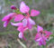 Glaïeul Illyricus | Sauvage Gladiolus | 20_Seeds POUR NOUS