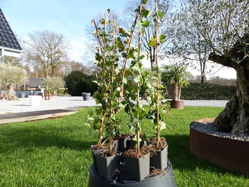 gruenwaren jakubik 20 Stück Efeu Hedera helix 90-120 cm Heckenpflanze winterhart Kletterpflanze Hecke Sichtschutz blickdicht