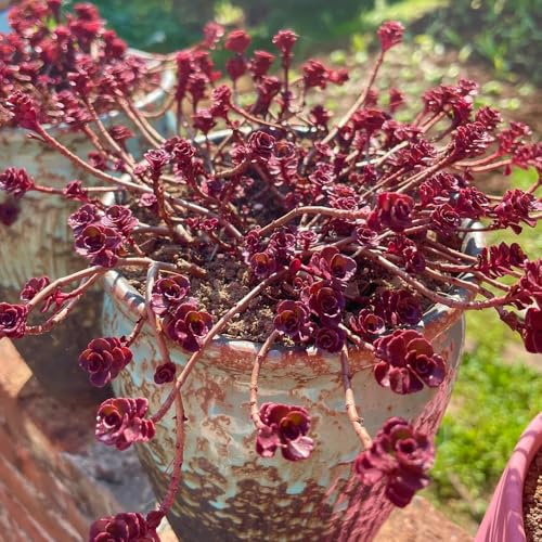 semillas de sedum resistentes - raras, balcón exóticas de jardín de variedades antiguas, 350pcs