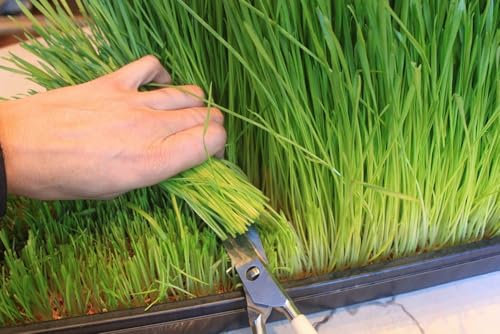 1 Pack of 2kg SEEEDS Wheat 'Cat Grass'