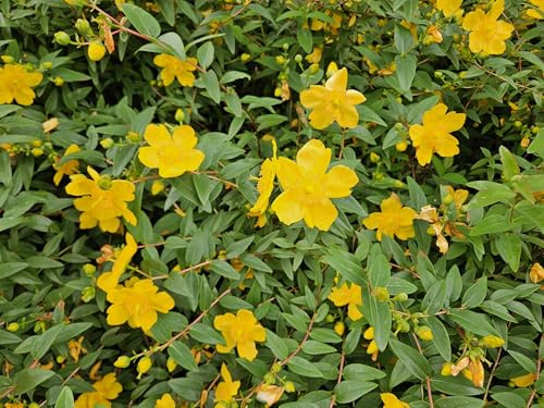 Johanniskraut Hypericum dummeri 'Peter Dummer' – 10-25cm – Ø9cm – 6 Pflanzen – Winterharter Bodendecker mit gelben Blüten