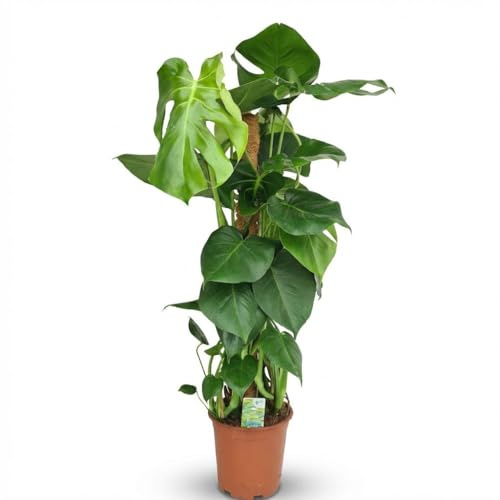 Monstera con Tutor de Musgo, Planta de Interior, Verde, Maceta 19cm, 90cm