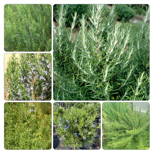 rosmarino giardino di rocce giardino semi organici verdi 600pcs