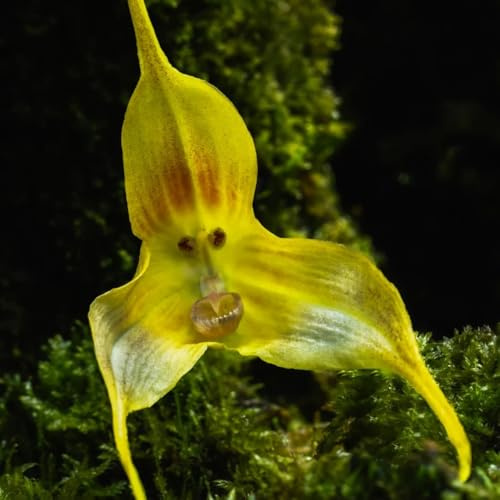 orchidea scimmia, balcone recisi decorazione organica per balcone Arredamento del soggiorno con rialzata insoliti d'appartamento 250semi