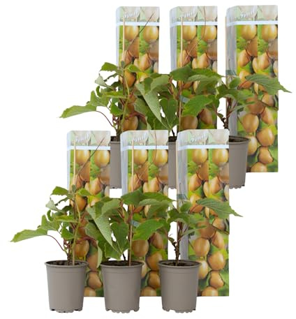 Plant in a Box - Kiwi Actinidia 'Jenny' - Set de 6 - Buisson de kiwis - Pot 9cm - Hauteur 20-40cm