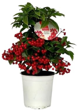 Ardisia Crenata Natural Arbusto de Invierno que Transformará tu Espacio en un Rincón Navideño