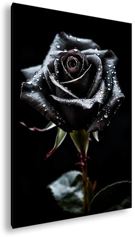 Leinwandbild Schwarze Rose, Tautropfen bedeckt, elegant und geheimnisvoll. Format: 70x50 cm XXL Kunstdruck Bild auf Keilrahmen/Wandbild/Wohnzimmer Deko