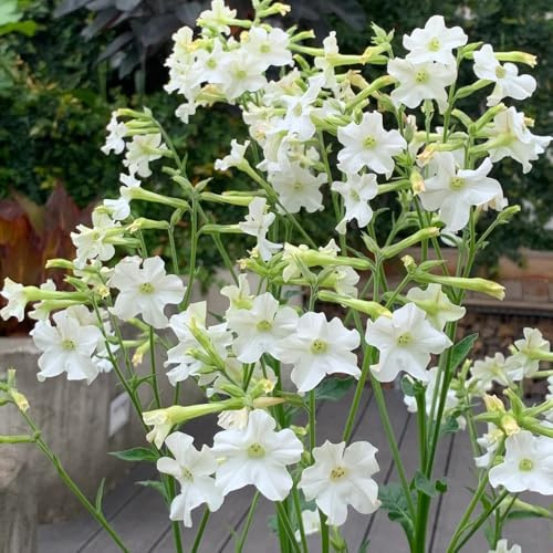 semi di tabacco biologici - resistente giardino aiuole rialzate balcone 150pcs