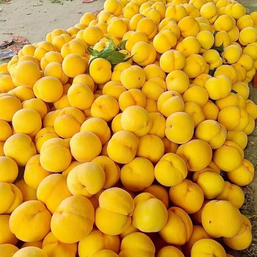 Semi di pesco - semi esotici Prunus persica - semi di da frutto colonnari da frutto per luoghi soleggiati 6pcs