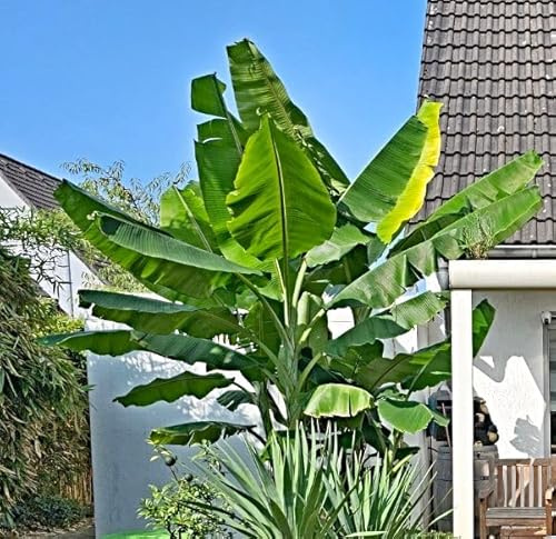 Yunnan Banane Samen, Musa yunnanensis, wilde Waldbanane, ehemals Musa sp. Yangtse, bis -12°C. (10 Samen)