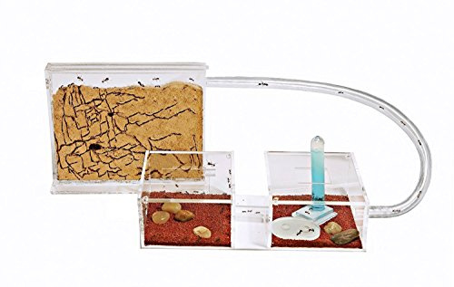 AntHouse Sand Ant Farm Mini - Formicarium