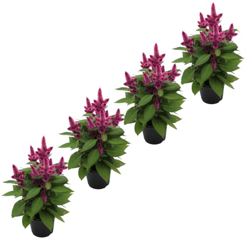 Set de 4 Plantas de Celosia con Flores Moradas Plantas Naturales