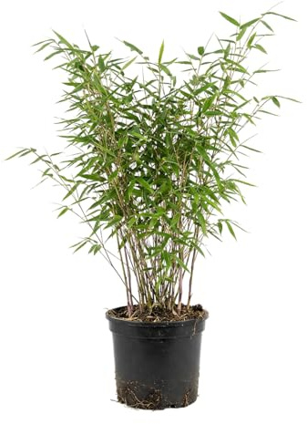 Bloomique - Fargesia Nitida Gansu - Plante bambou - Non envahissante - Rustique - Persistante - Plante haie - Plante de Jardin - 50-70 cm haut - Pot 17 cm