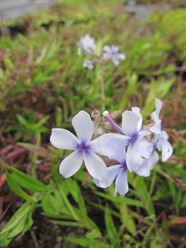 Phlox divaricata Chattakoochee - Wald-Phlox - Flammenblume Chattakoochee Verpackungseinheit 5
