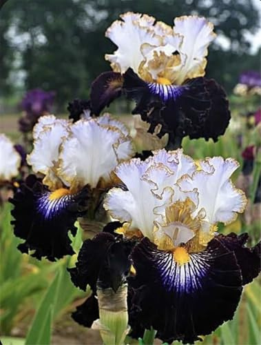 Winterhart pflanzen, Lebende Pflanzen,Mysteriöse magische Glühbirne, Mehrjährige Blumenzwiebel ist winterhart, Blumenzwiebel Mix-3 iris blumenzwiebeln