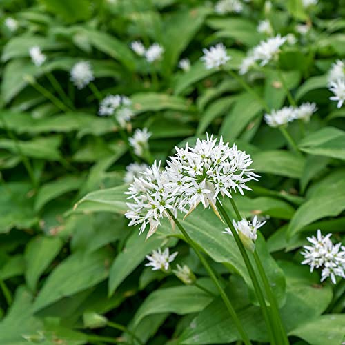 semillas de ajo silvestre - resistente ajo silvestre de interior, variedades antiguas, jardín jardín interior 300pcs
