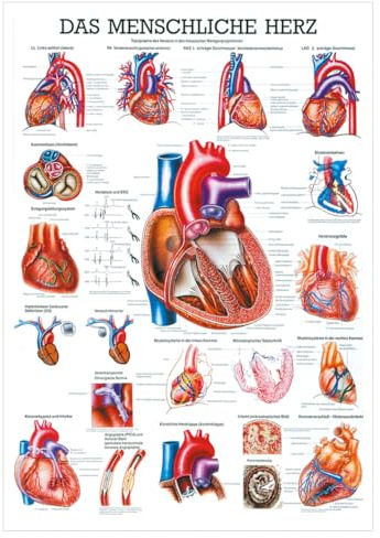 Sport-Tec Das Herz Mini-Poster Anatomie 34x24 cm medizinische Lehrmittel