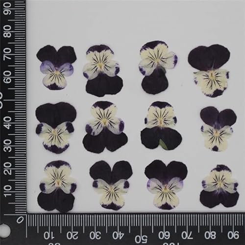 Crysdaralovebi 60 Stück gepresste getrocknete Stiefmütterchen, Viola dreifarbig L. Blumenpflanzen, Herbarium für Schmuck, Postkarten, Lesezeichen, Handyhüllen, DIY (Color-5)