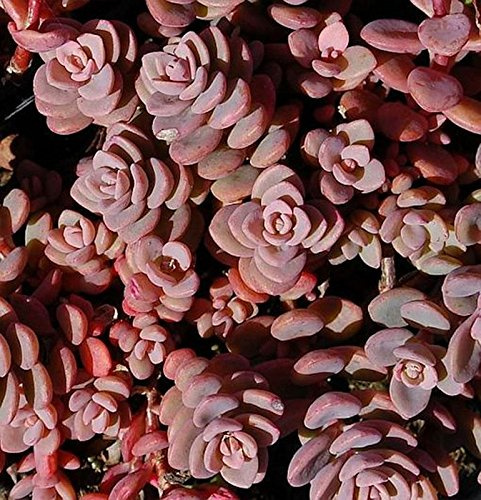 Fetthenne Rosenteppich - Sedum cyaneum - lebende Gartenpflanze aus den Baumschulen