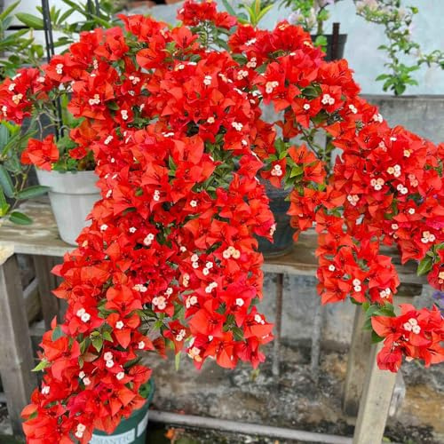 semi di bouganville rampicanti decorazioni giardino per esterni balcone varietà antiche biologiche resistenti, adatte al pieno 180pcs