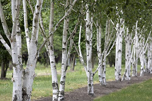 Himalaya-Birke Betula utilis 60-100 cm Zierbaum winterhart