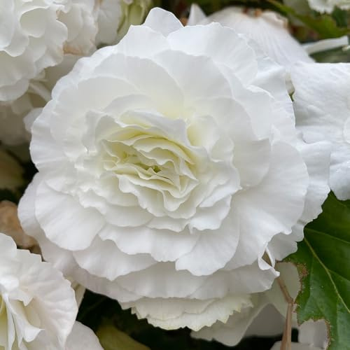 Begonia tuberosa blanca doble planta vivaz floración verano exterior