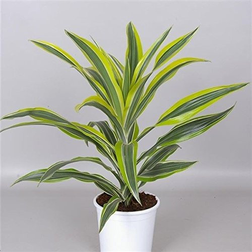 Dracaena - Planta de limón, en maceta de 17 cm, planta dragón, 60 cm de alto, incluye maceta.