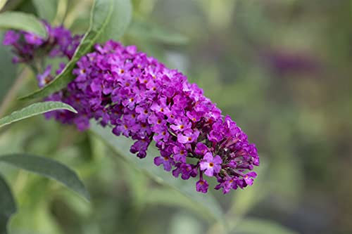 Buddleja davidii 'Summer Kids Romy' 40-60 cm – Winterhart, Mehrjährig, Pflegeleicht – Schmetterlingsflieder – Zierstrauch für Garten & Terrasse