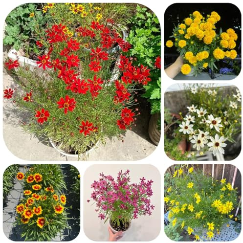 mädchenauge wohnzimmer deko, coreopsis tinctoria, mehrjährig winterhart gartenblumen, zimmerpflanzen 100samen